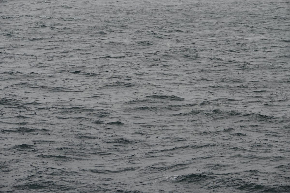 Prion de la Désolation - ML647575434