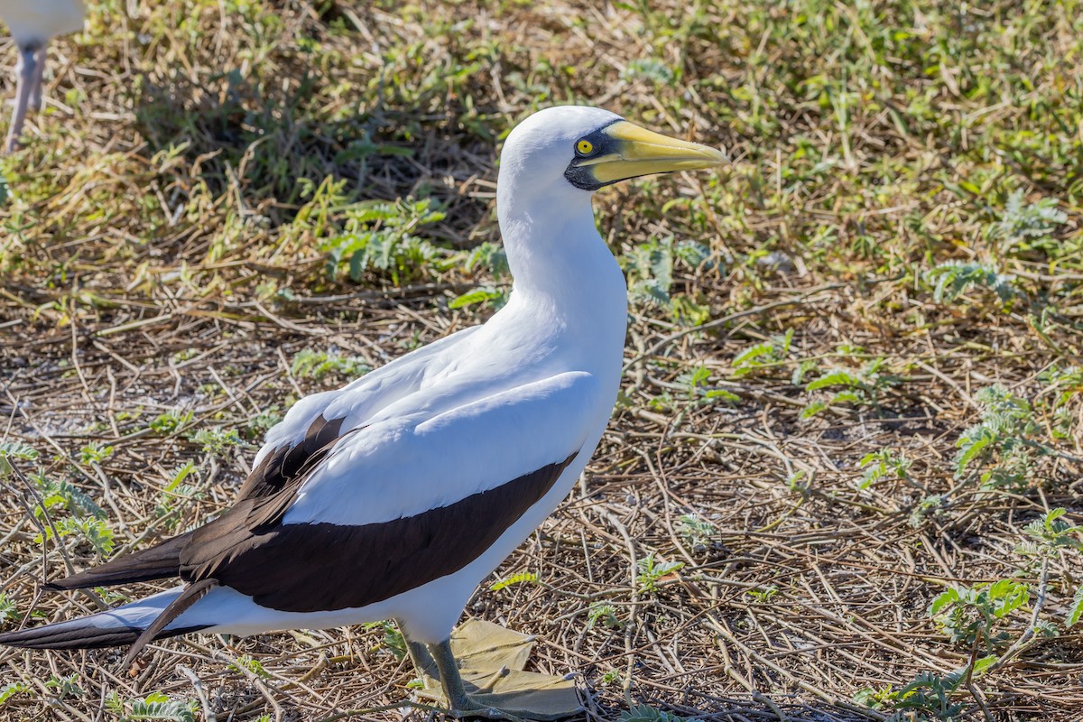 Fou masqué - ML647575435