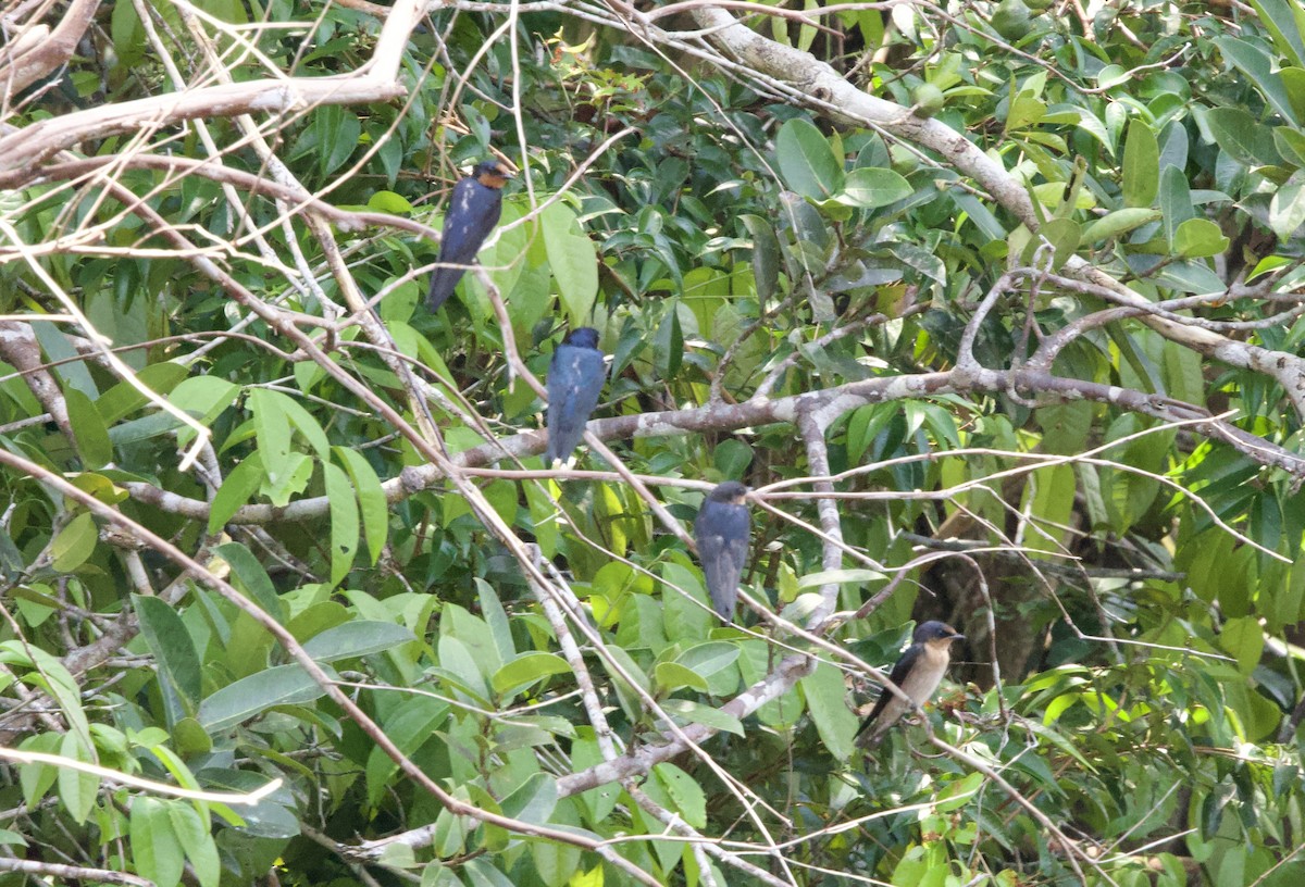 Hirondelle de Java - ML647575441