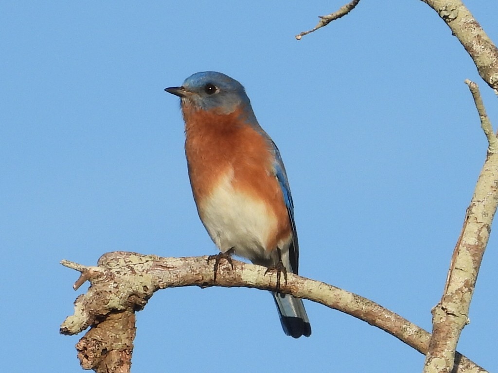 Merlebleu de l'Est - ML647575442