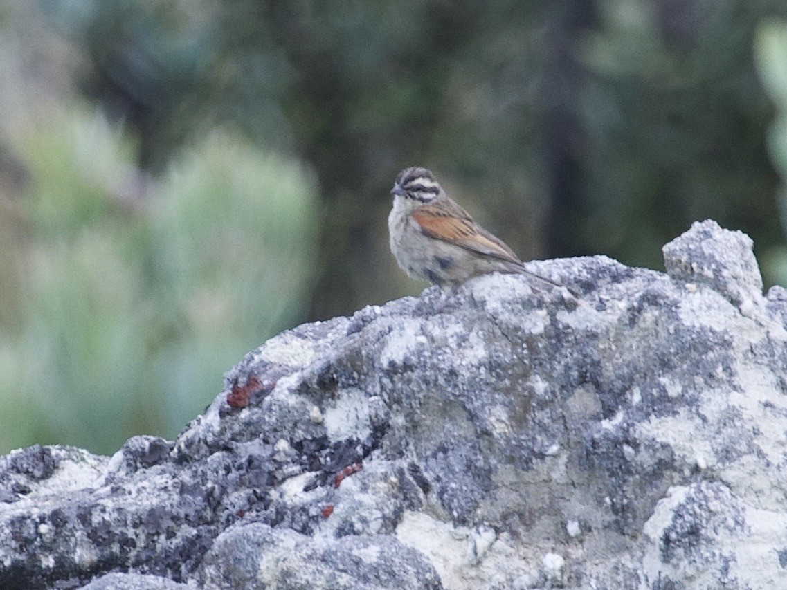 Bruant du Cap - ML647575443