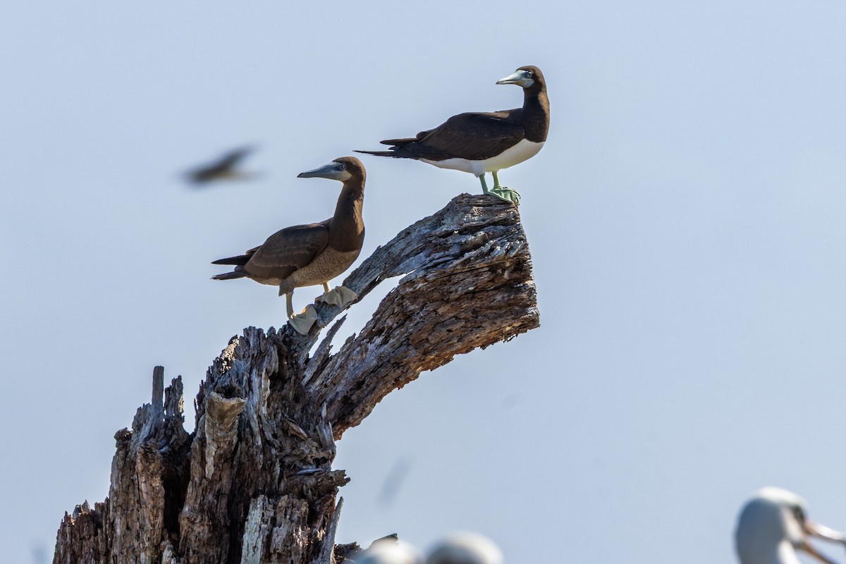 Fou brun - ML647575444