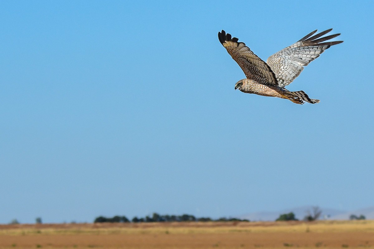 Busard tacheté - ML647575445