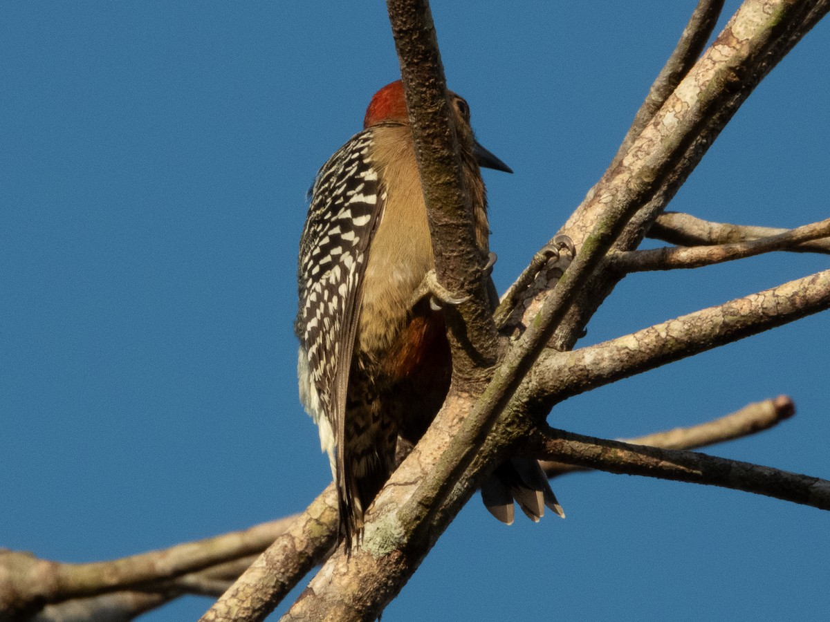 Pic à couronne rouge - ML647575446