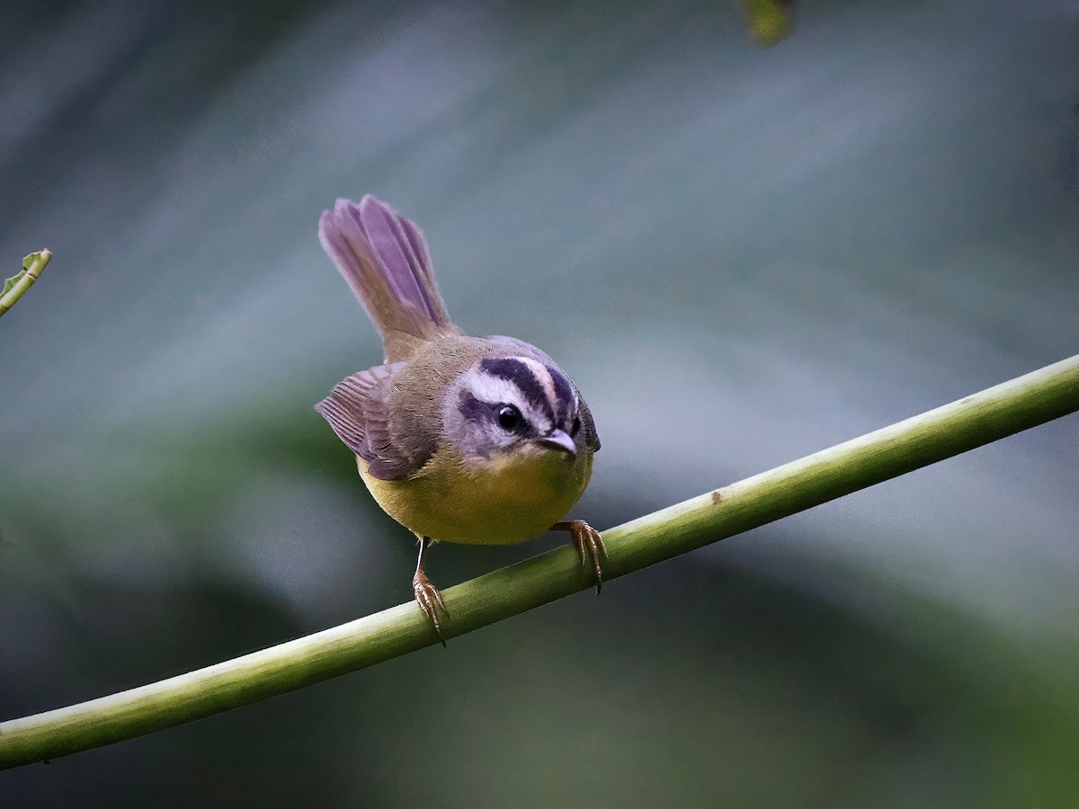 Paruline à couronne dorée (groupe auricapilla) - ML647575447