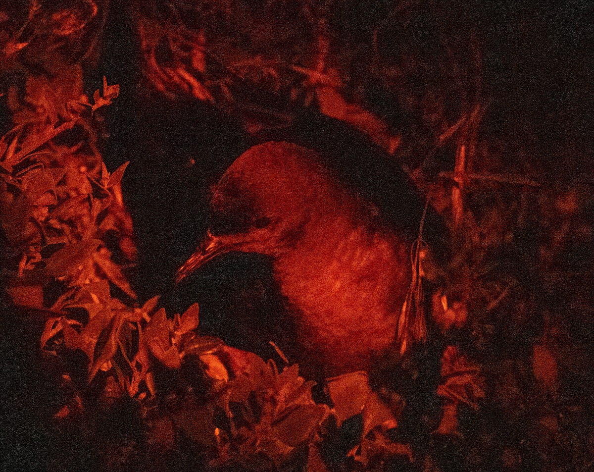 Puffin à bec grêle - ML647575448