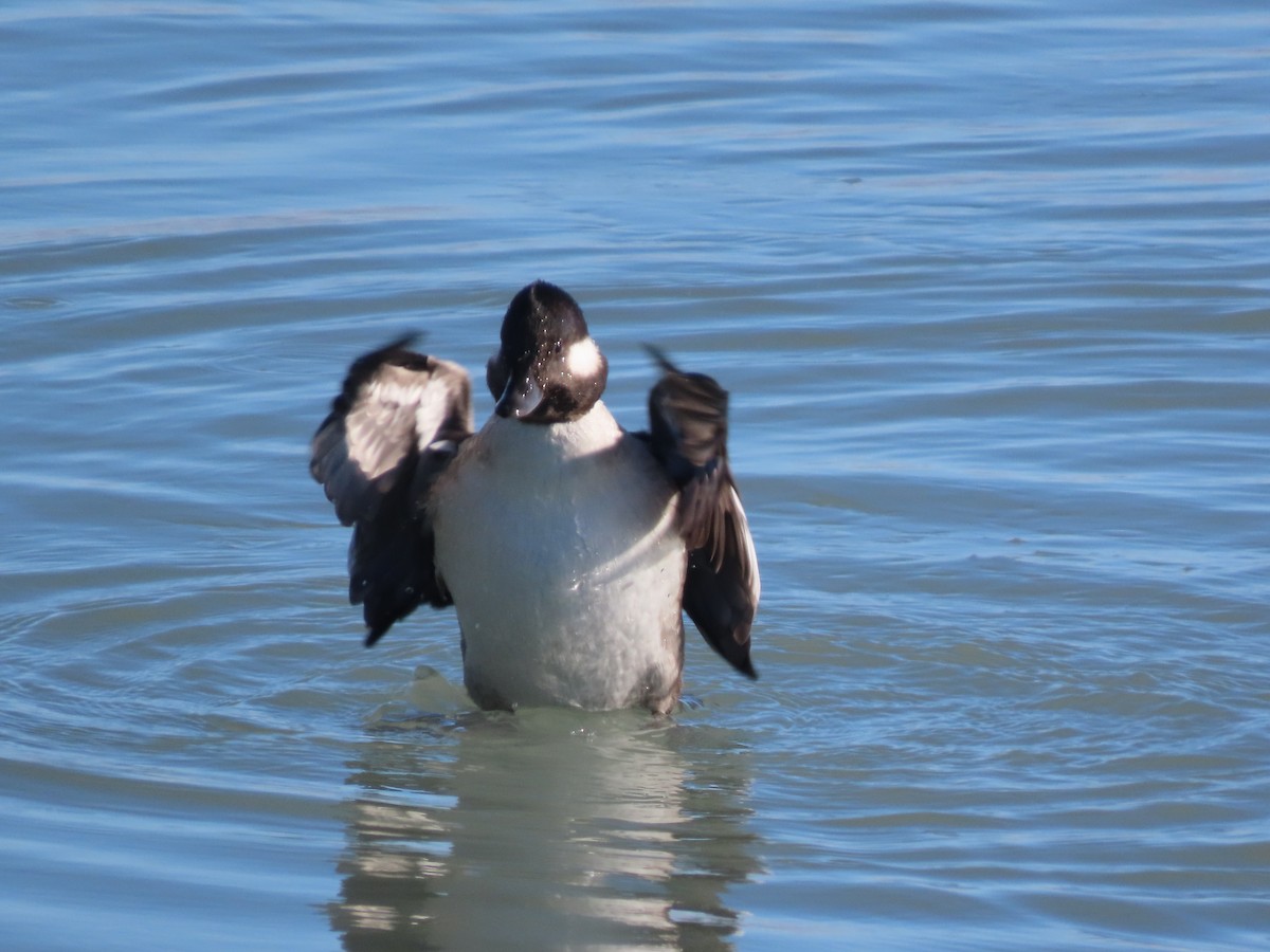 Petit Garrot - ML647575449