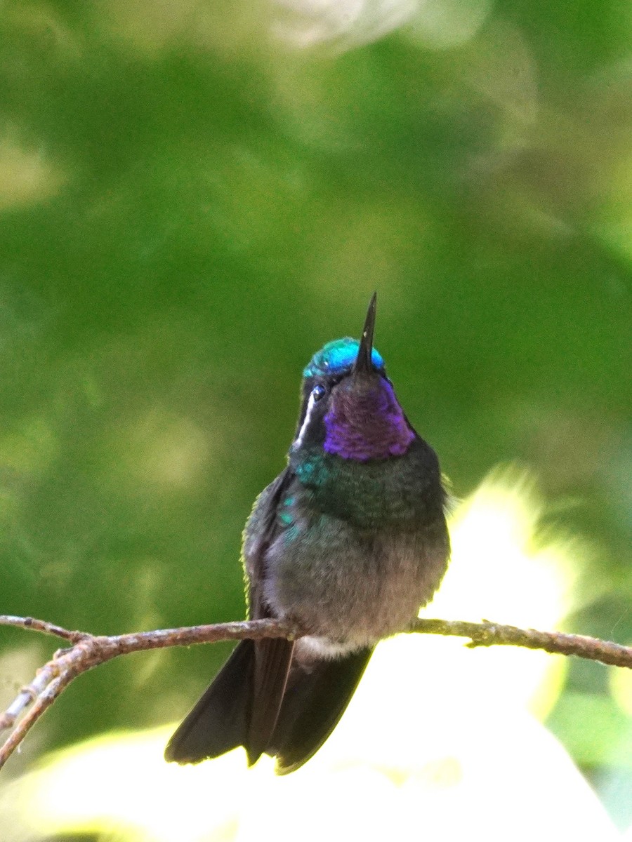 Colibri à gorge pourprée - ML647575450