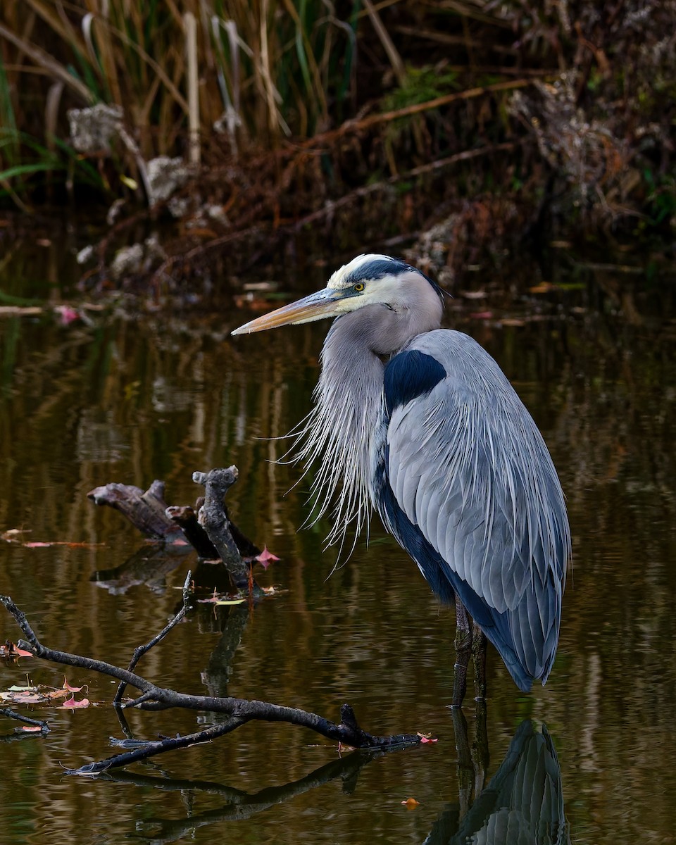 Grand Héron (groupe herodias) - ML647575451