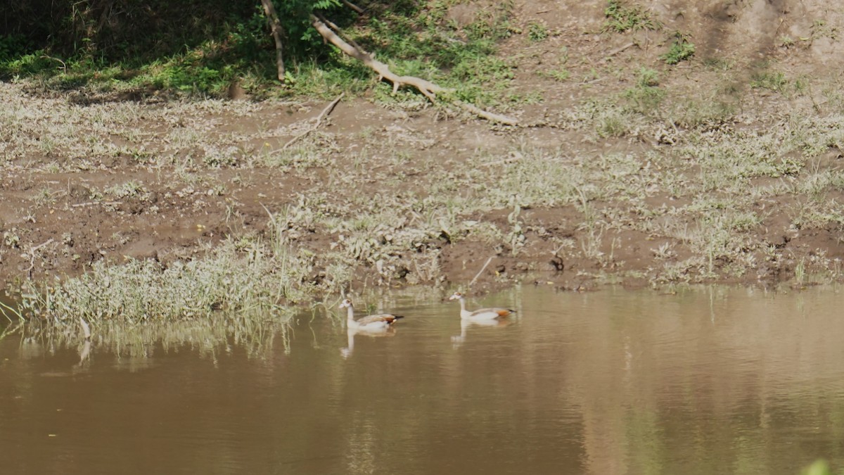 Ouette d'Égypte - ML647575452