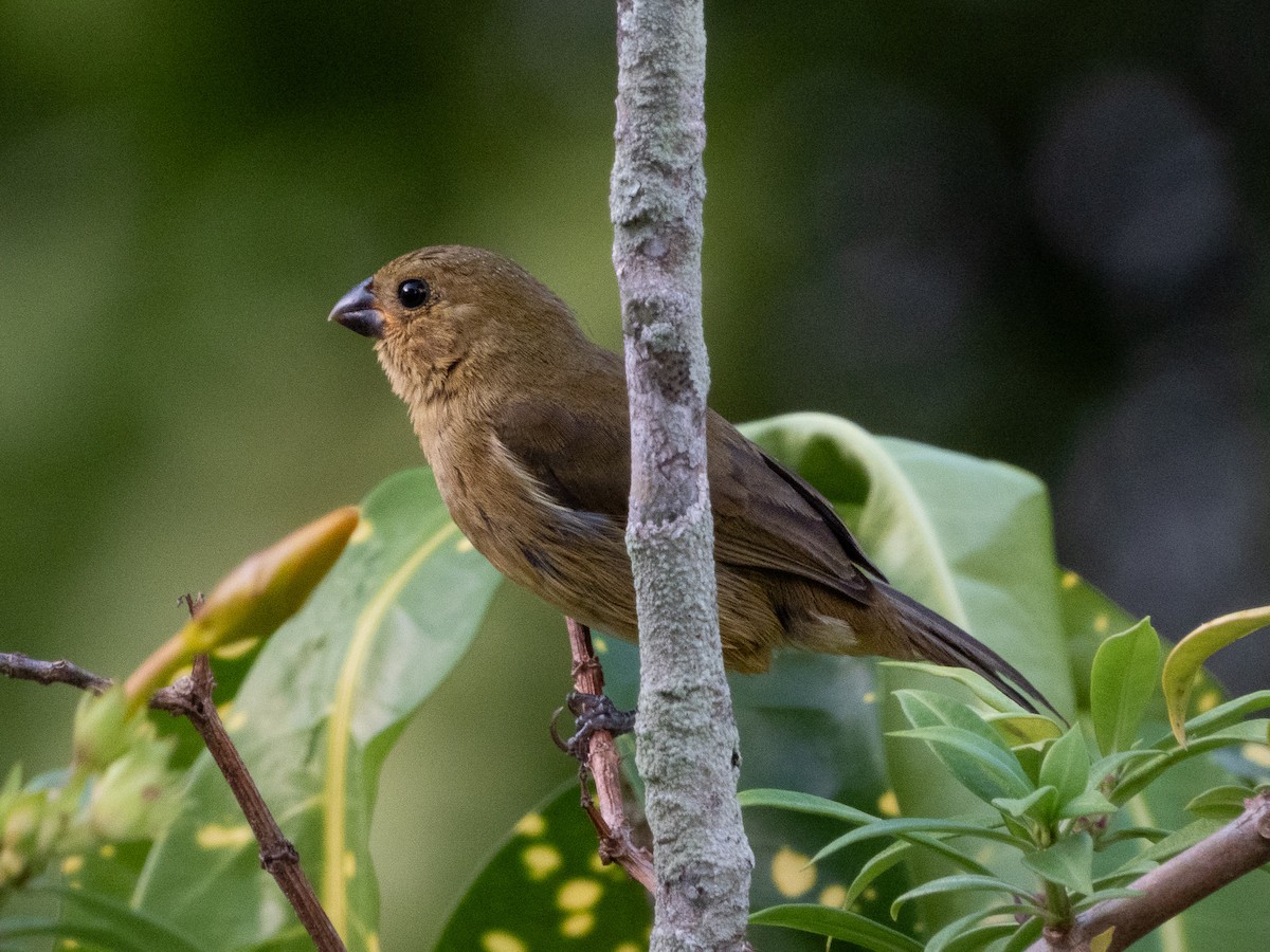 Sporophile variable - ML647575453