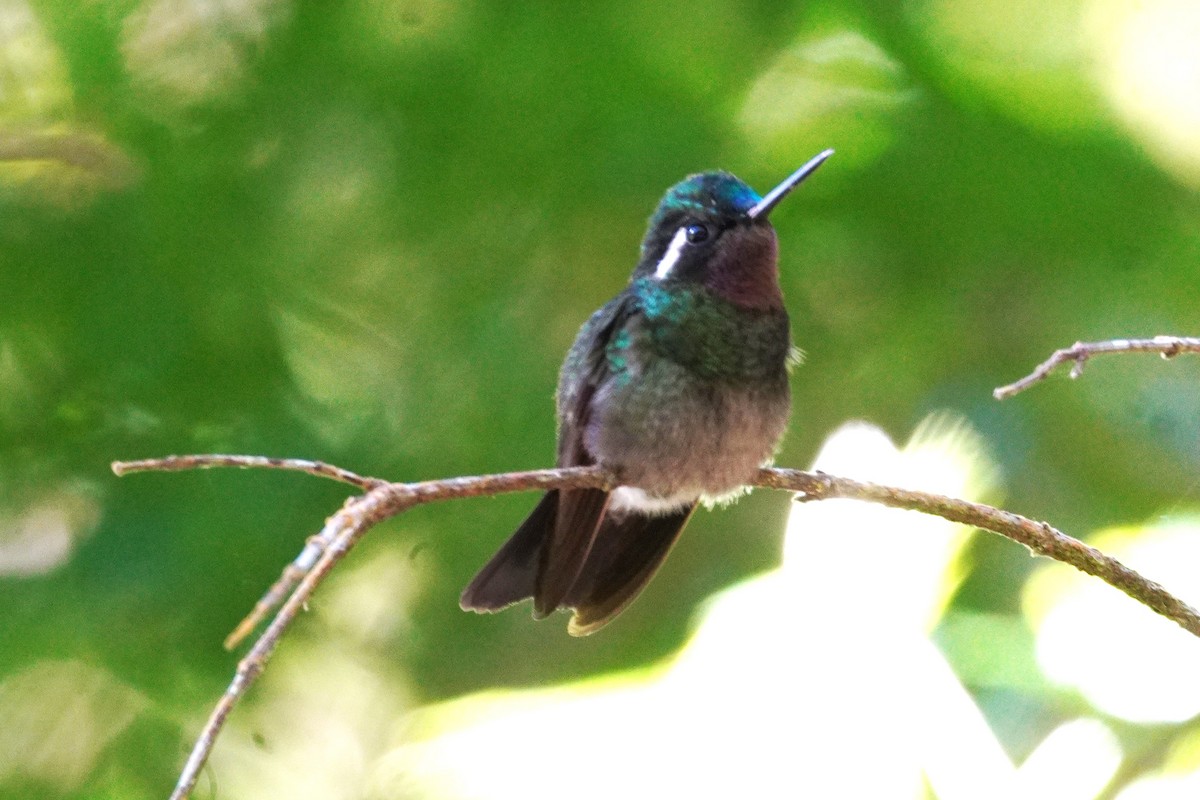 Colibri à gorge pourprée - ML647575454