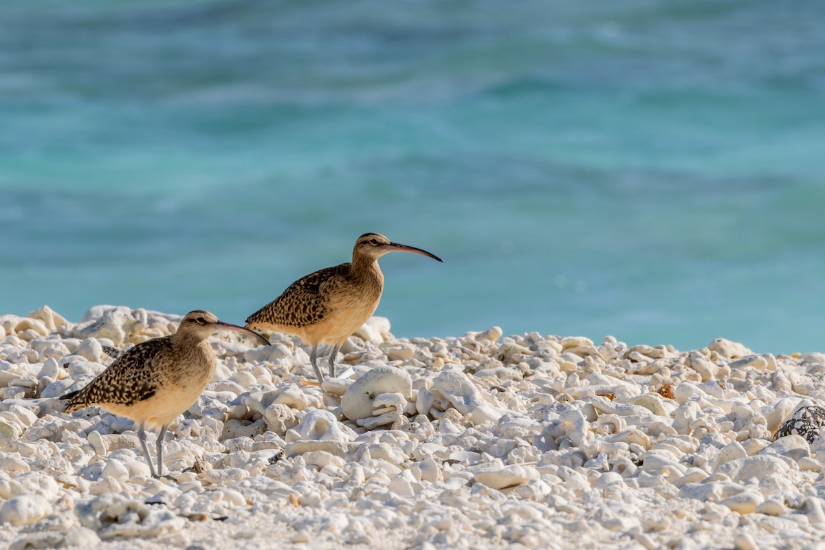 Courlis d'Alaska - ML647575458