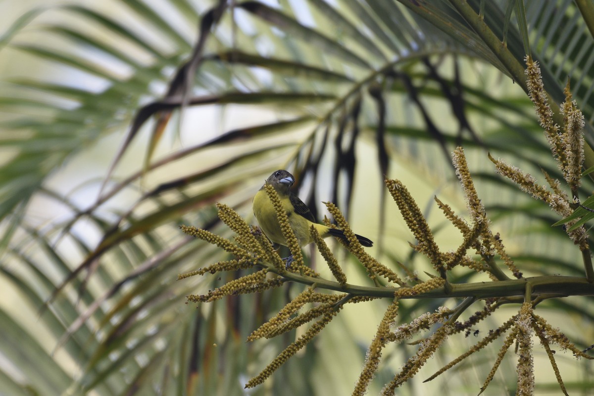 Tangara flamboyant - ML647575459