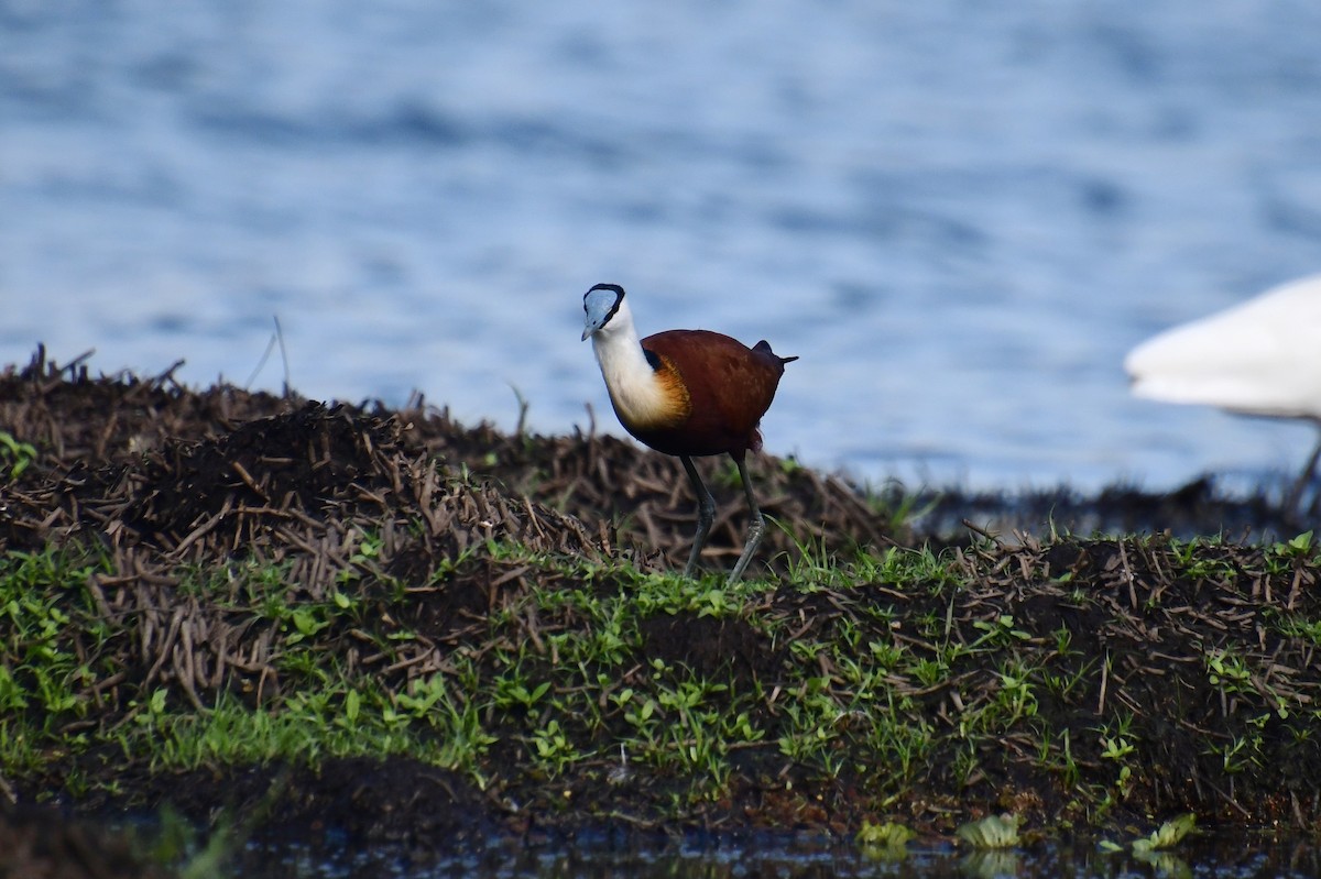 Jacana à poitrine dorée - ML647575460