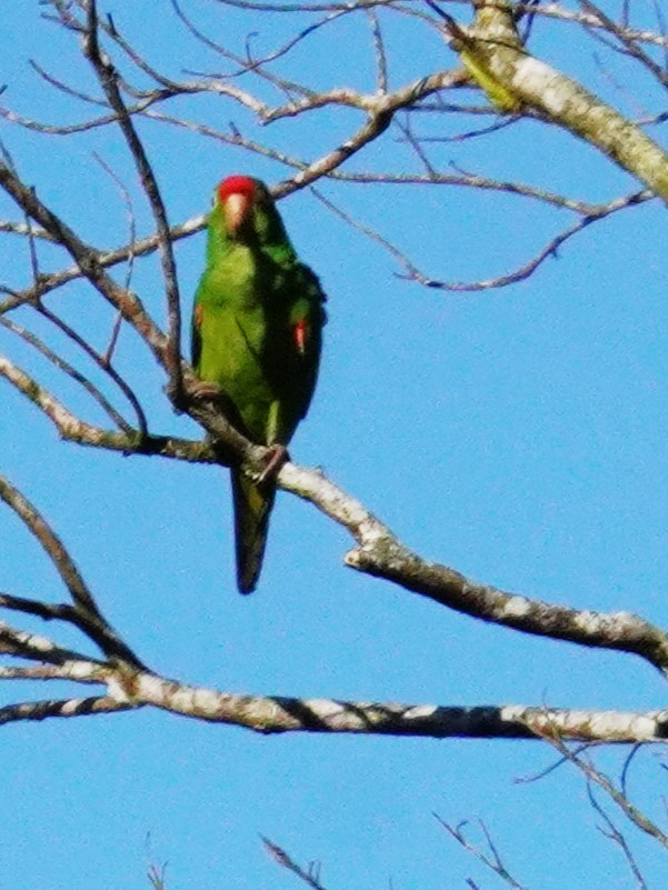 Conure de Finsch - ML647575461