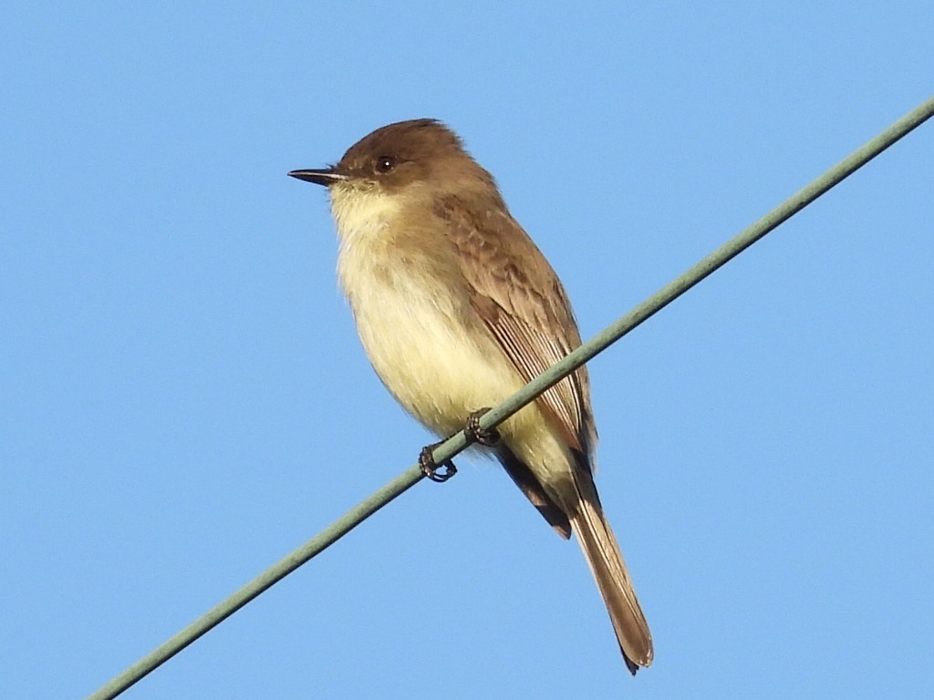 Moucherolle phébi - ML647575463