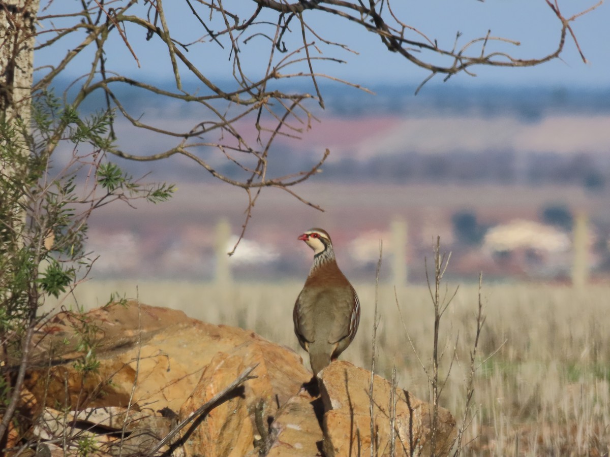 Perdrix rouge - ML647575467