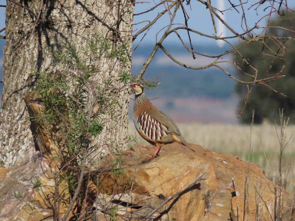 Perdrix rouge - ML647575468
