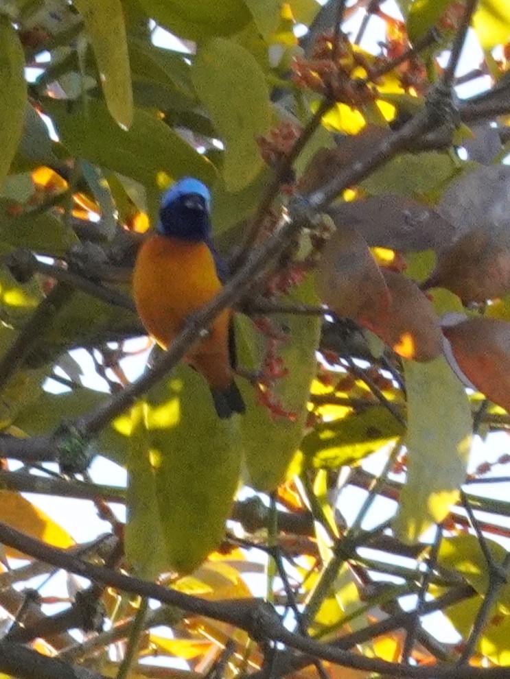 Organiste à capuchon - ML647575469