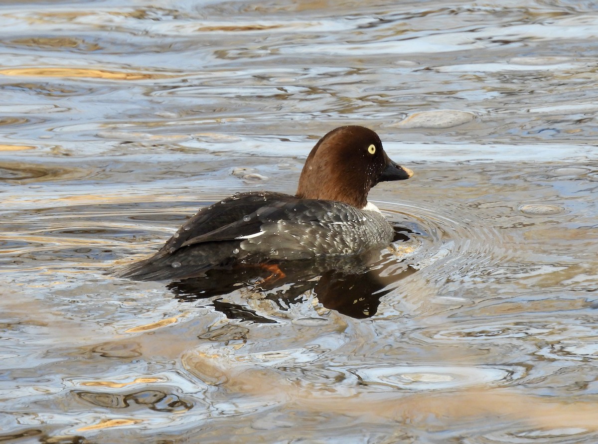 Garrot à oeil d'or - ML647575470