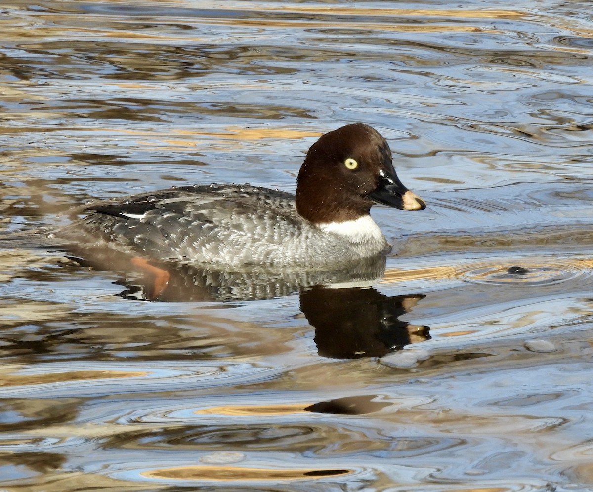 Garrot à oeil d'or - ML647575471