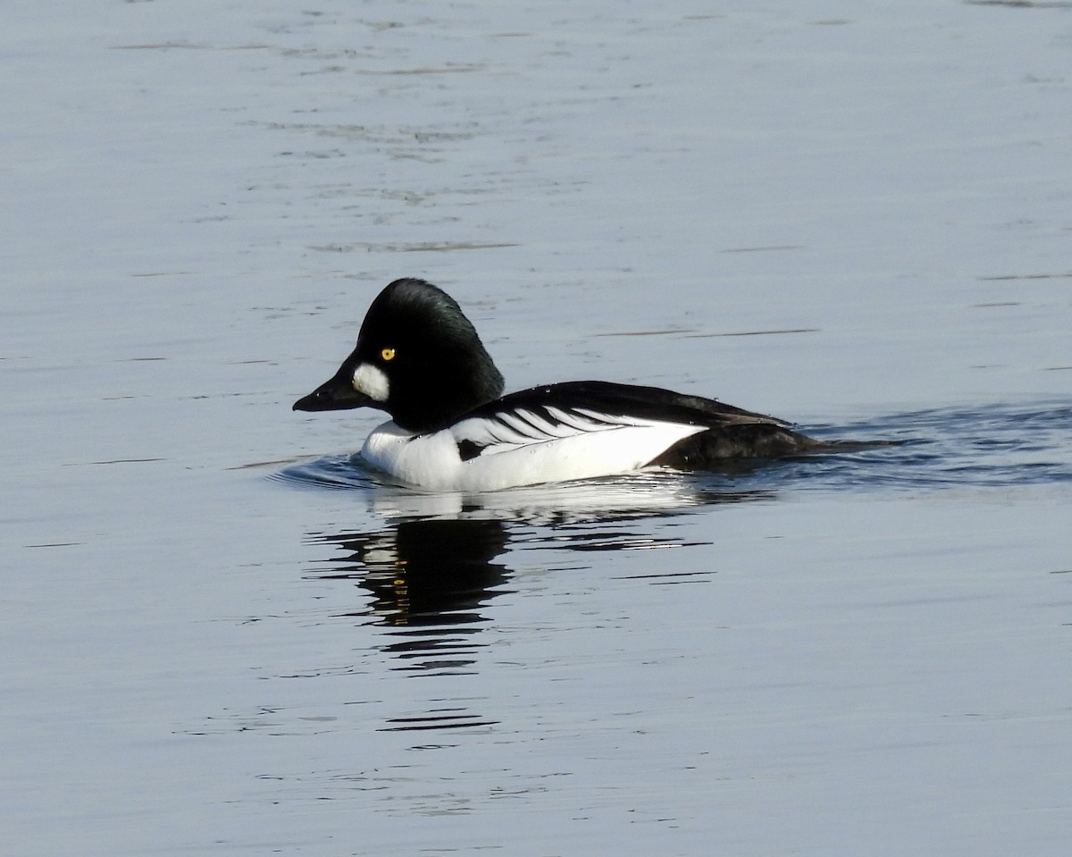 Garrot à oeil d'or - ML647575472
