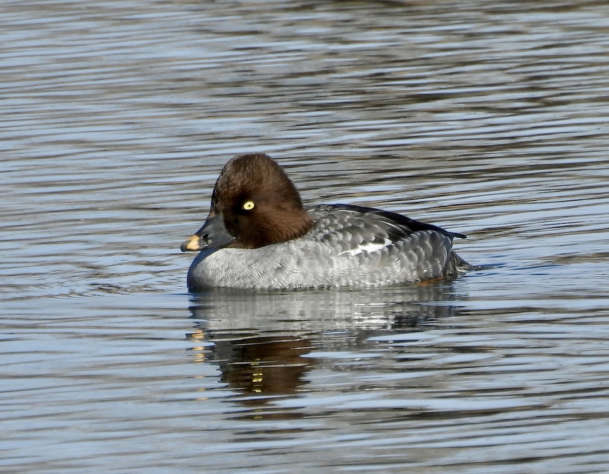Garrot à oeil d'or - ML647575473