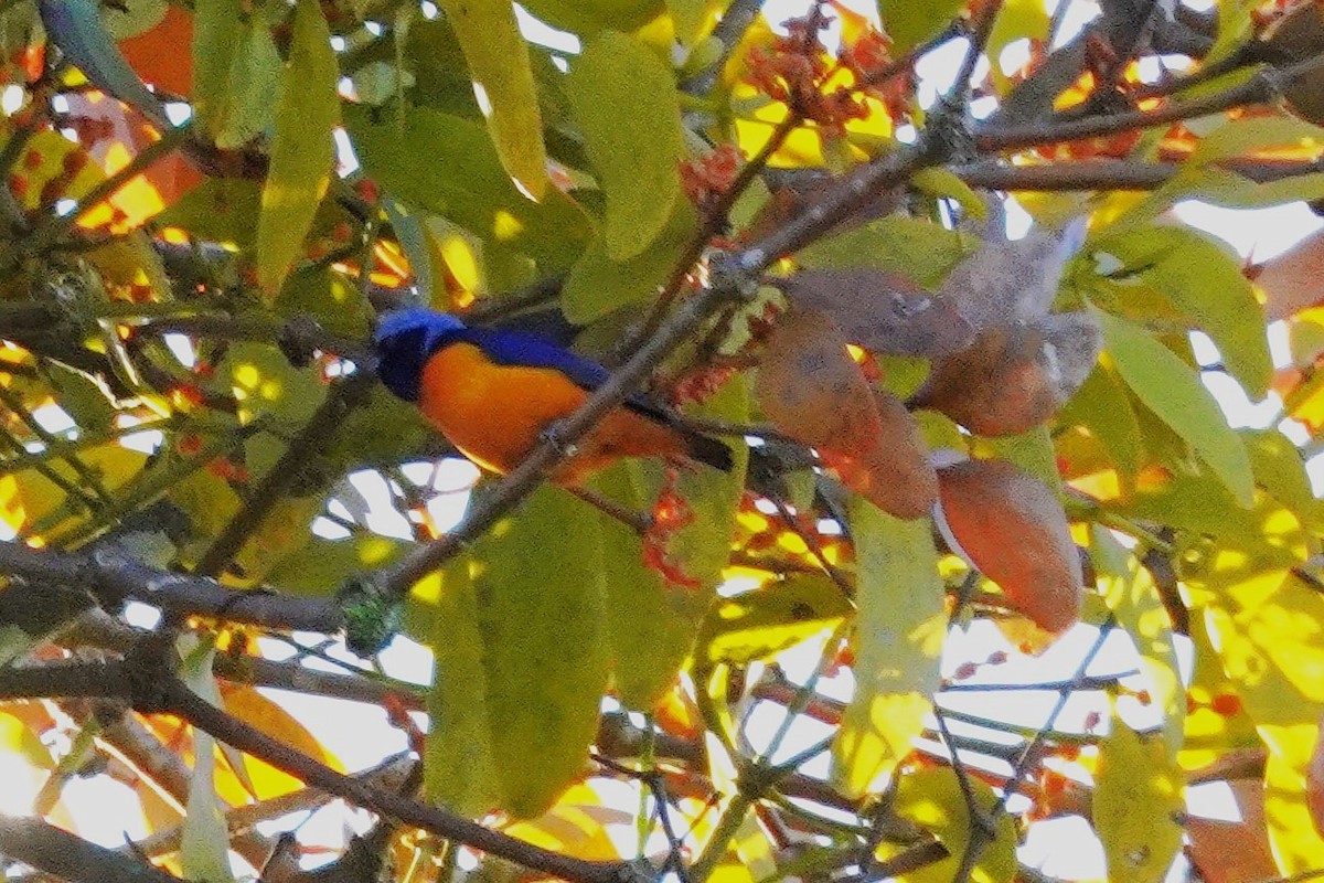 Organiste à capuchon - ML647575477