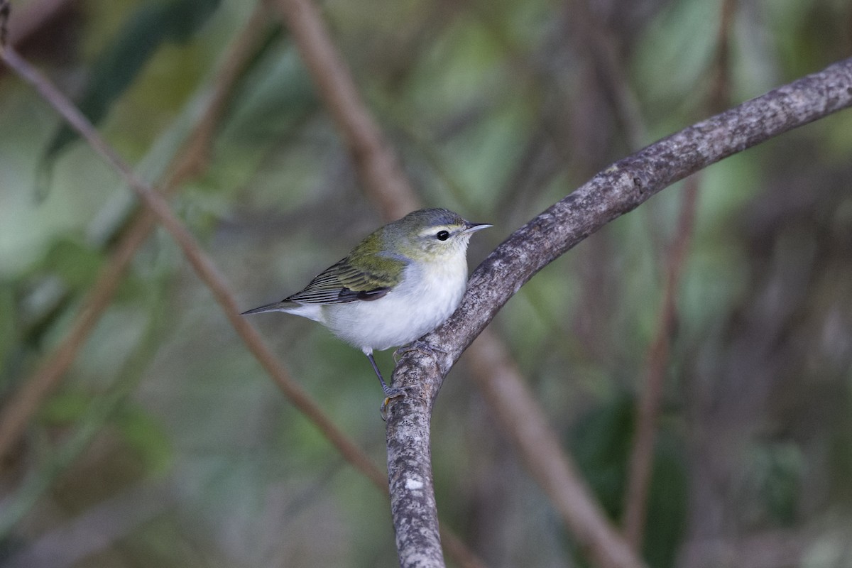 Tennessee Warbler - ML647575480