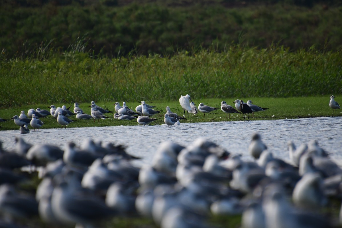 Gray-hooded Gull - ML647575483