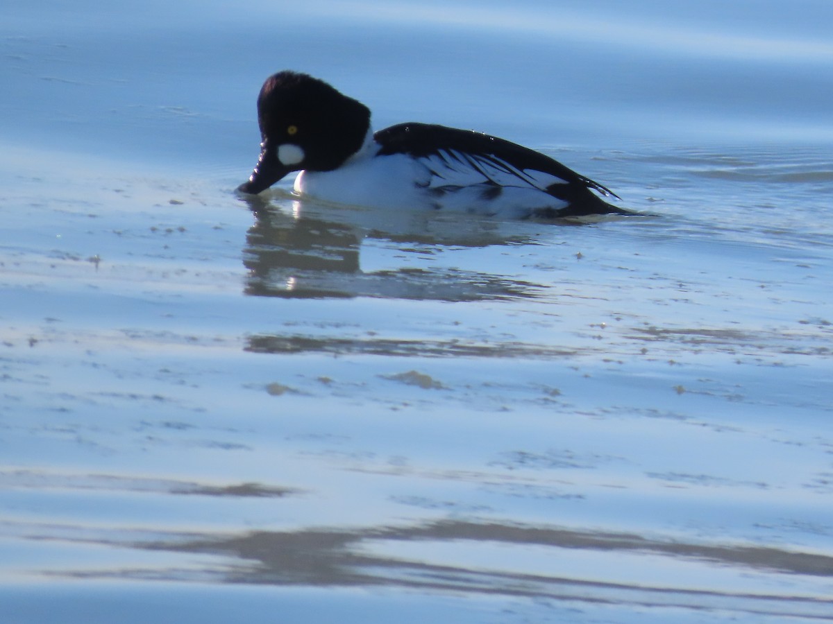 Common Goldeneye - ML647575497