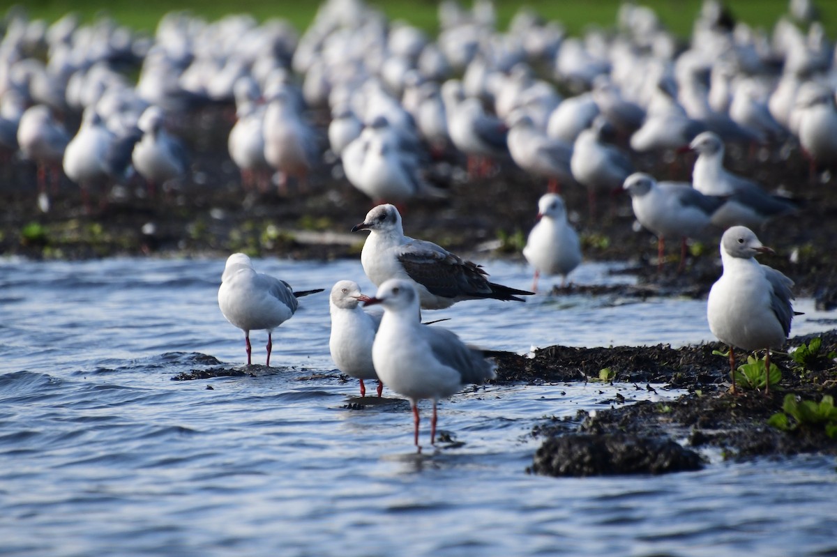 Gray-hooded Gull - ML647575502