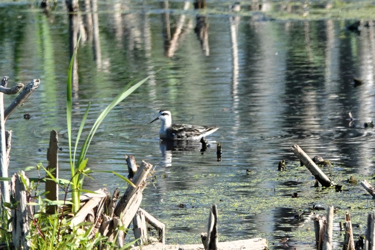 Red-necked Phalarope - ML647575523