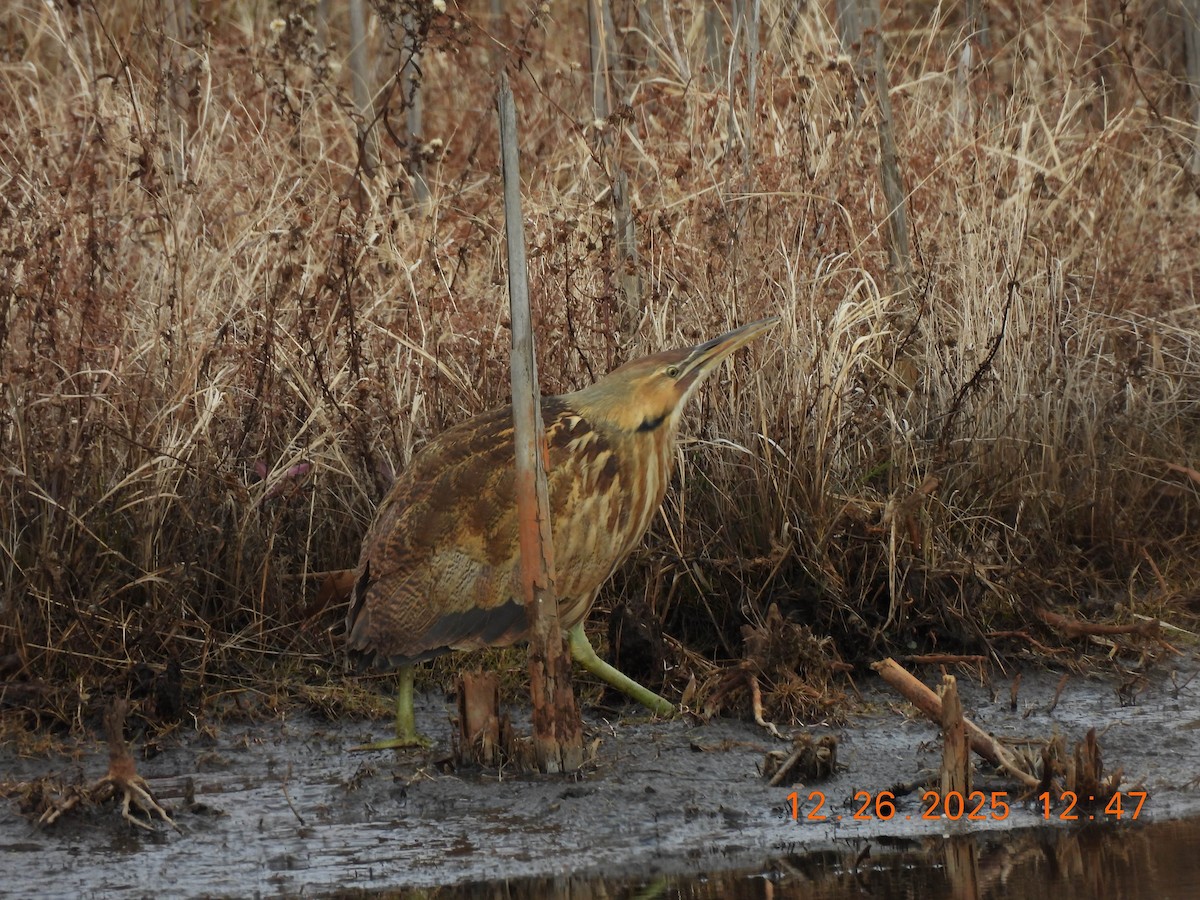 American Bittern - ML647575527