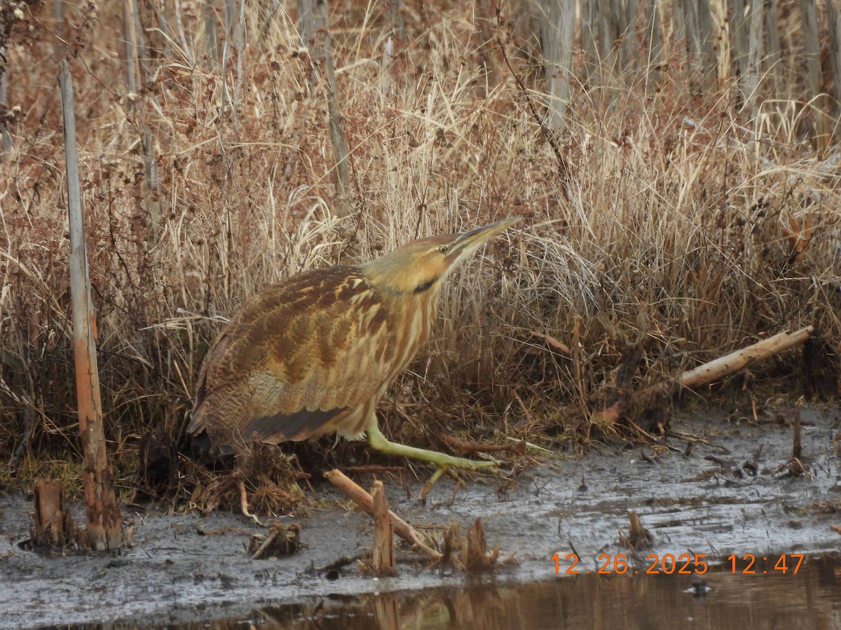 American Bittern - ML647575528