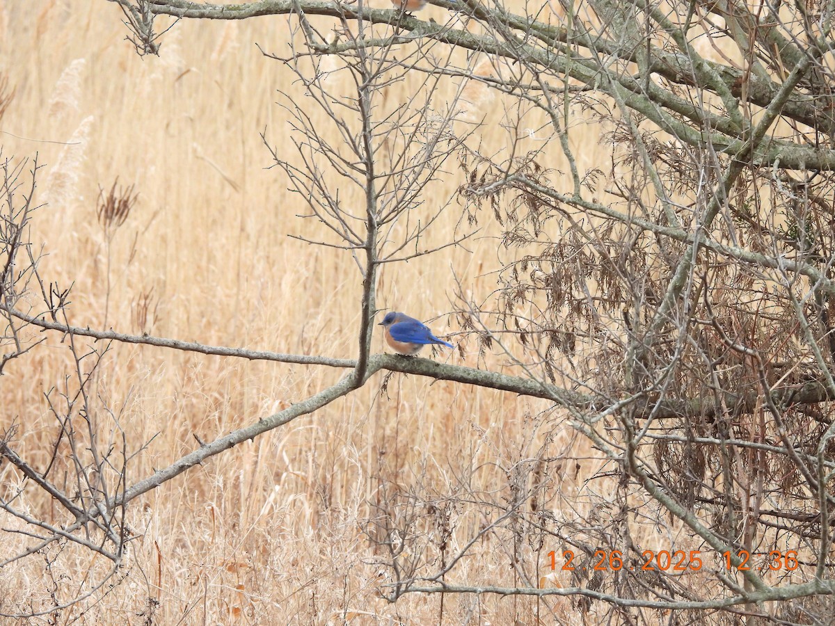 Eastern Bluebird - ML647575529