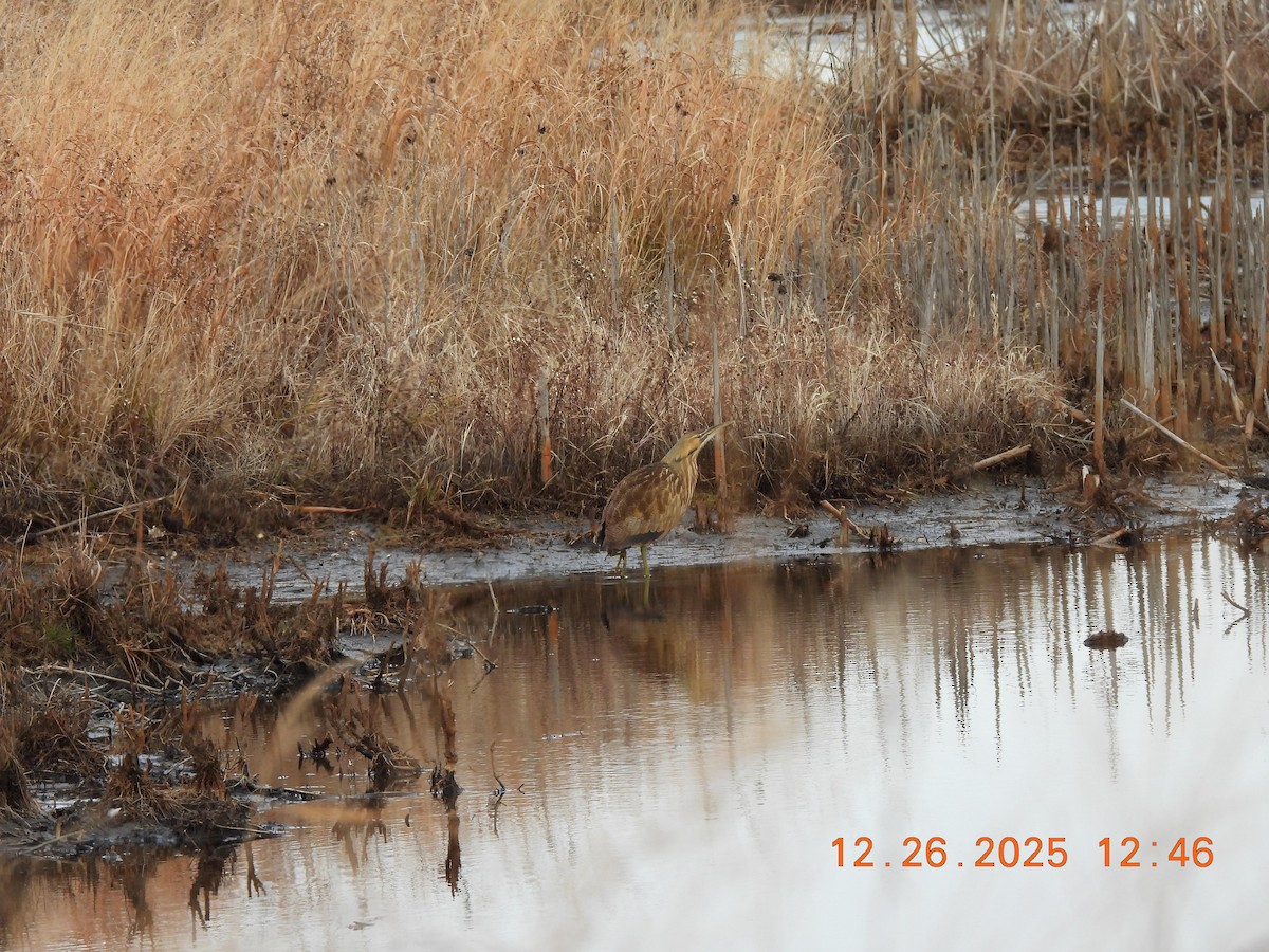 American Bittern - ML647575530