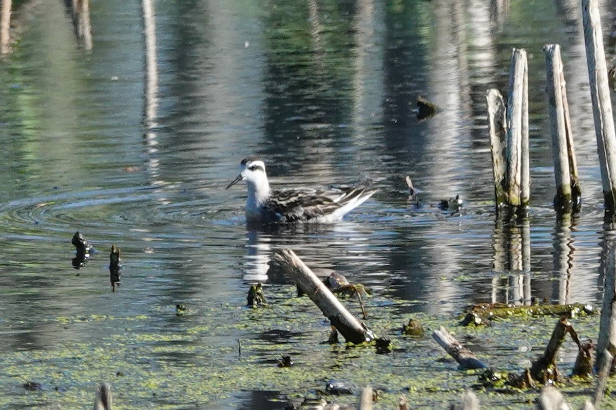 Red-necked Phalarope - ML647575544