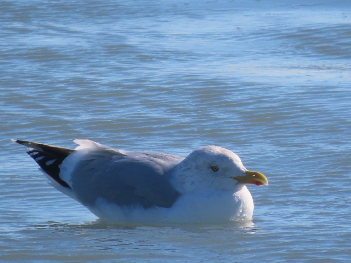 American Herring Gull - ML647575545