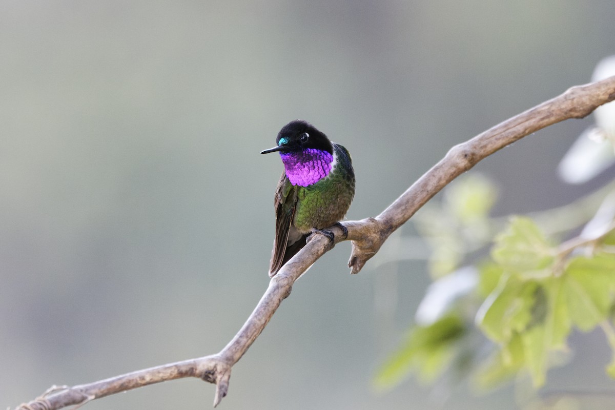 Longuemare's Sunangel - ML647575549