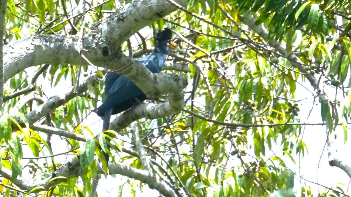 Great Blue Turaco - ML647575550