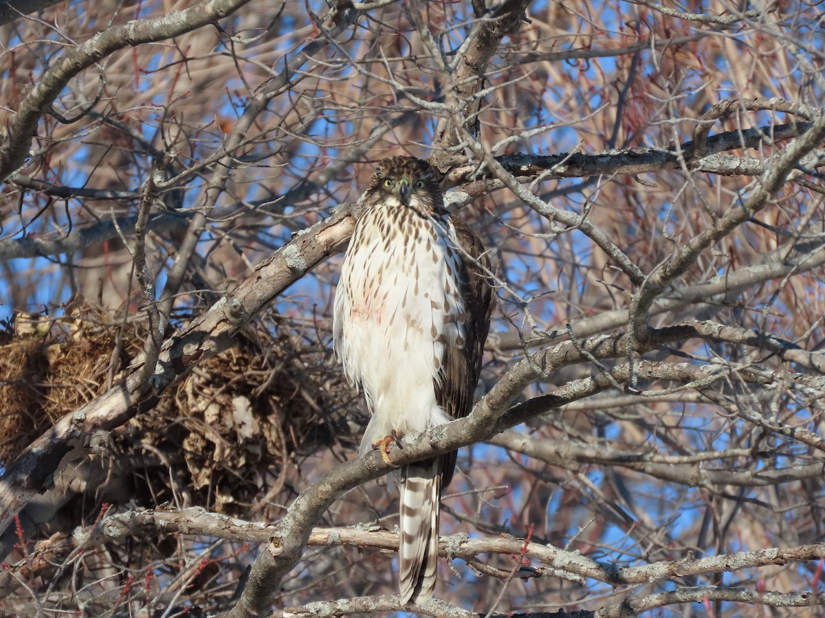 Cooper's Hawk - ML647575555