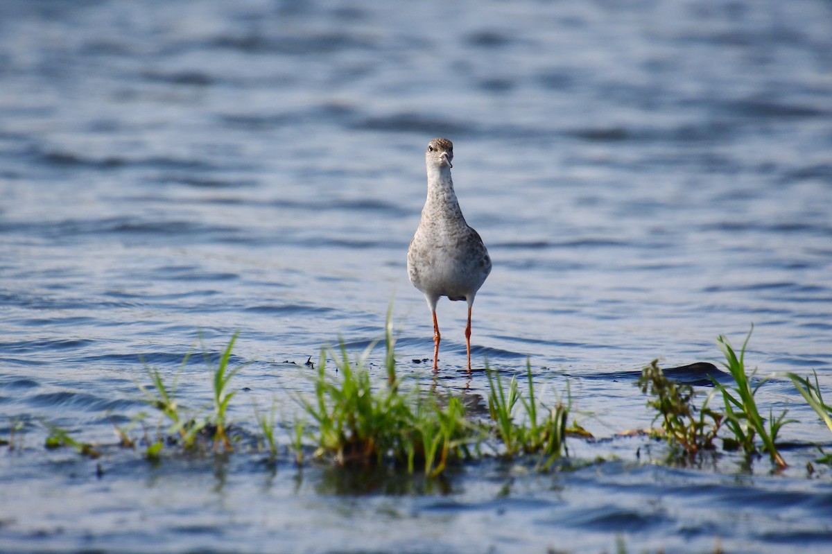 Kampfläufer - ML647575560