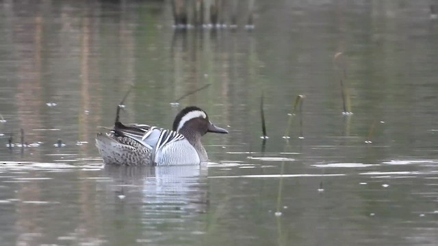 čírka modrá - ML647575561