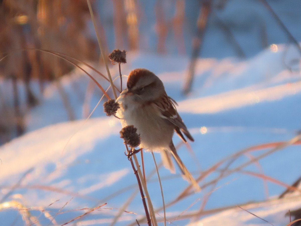 American Tree Sparrow - ML647575566