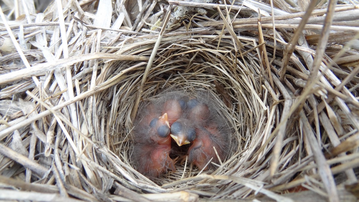 Singammer - ML647575569