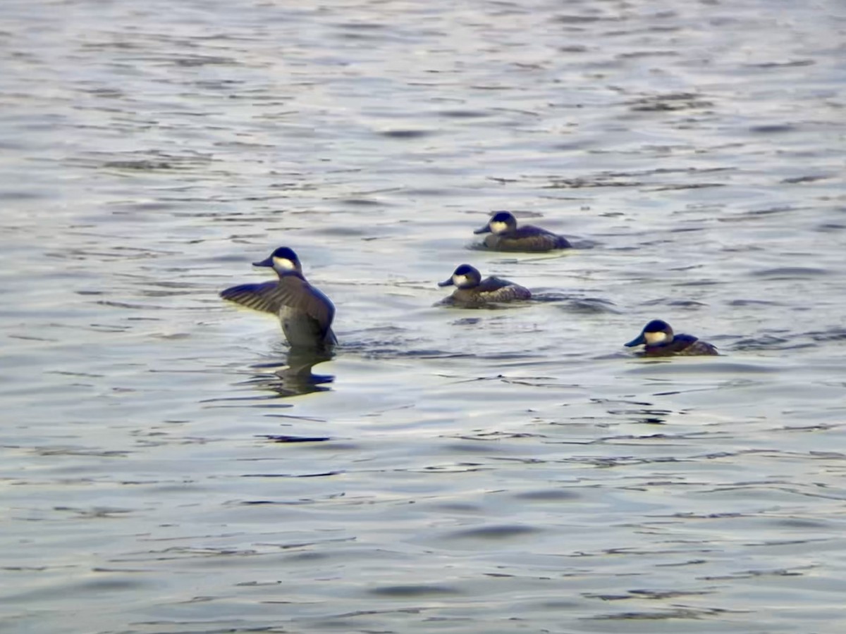 Schwarzkopf-Ruderente - ML647575570