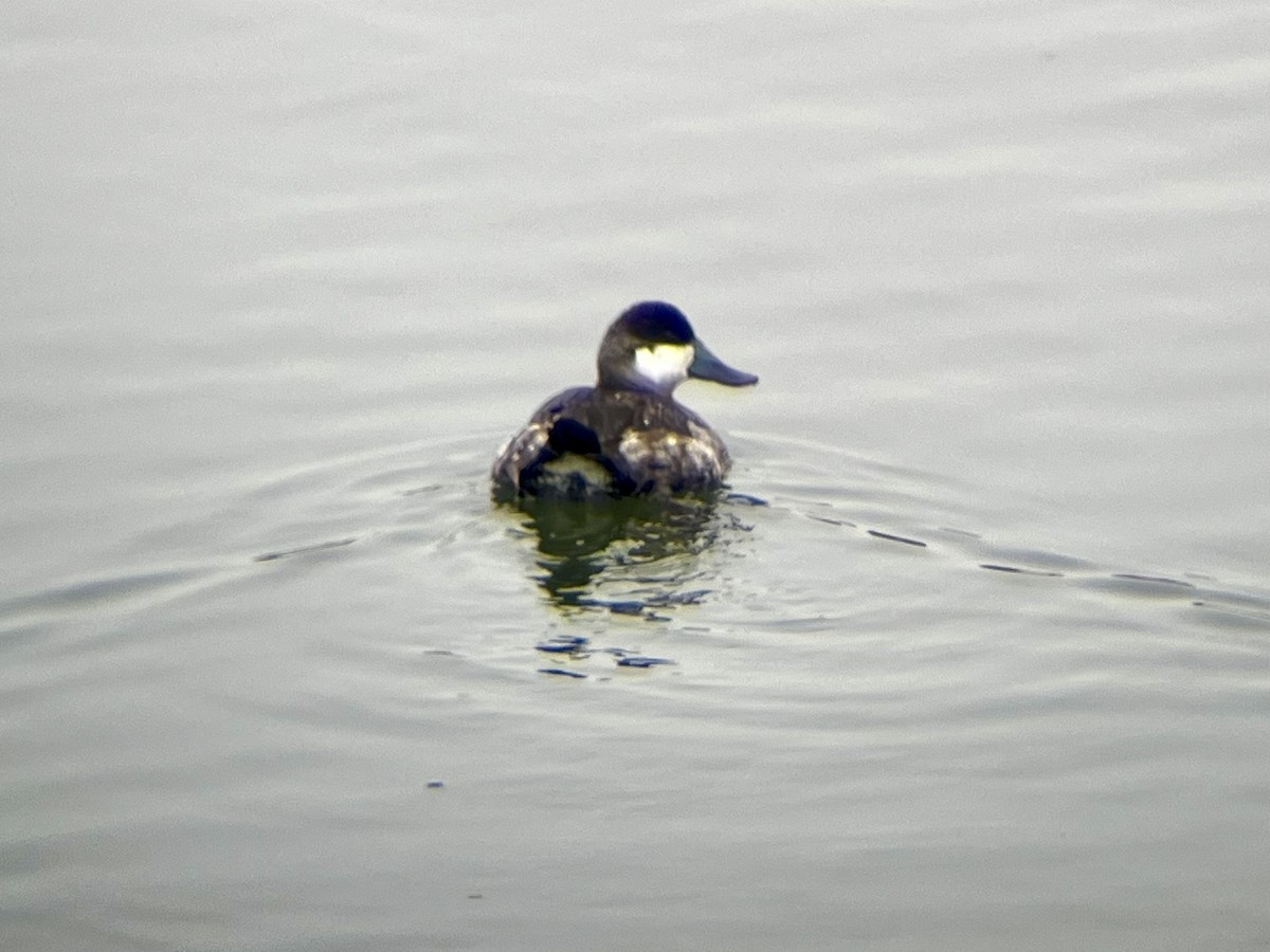 Schwarzkopf-Ruderente - ML647575571