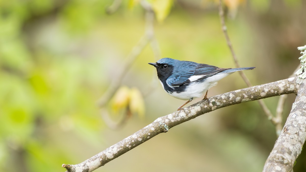 Blaurücken-Waldsänger - ML647575573